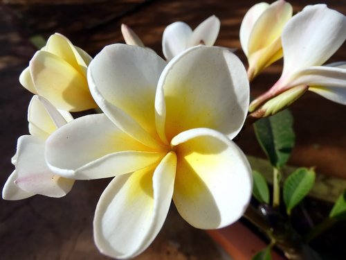 frangipani  flower  plumeria