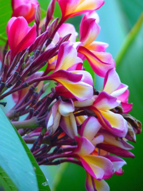 frangipani red frangipani blossom