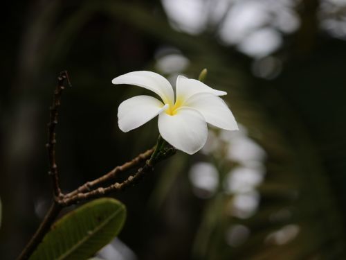 frangipani white flower