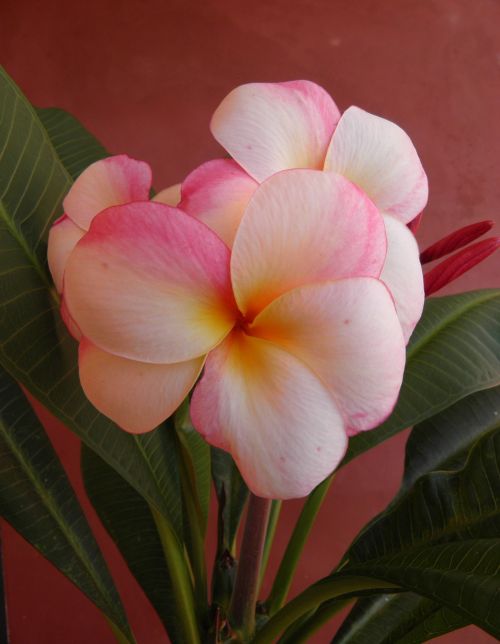 frangipani flower scent
