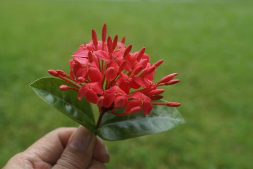 frangipani buds plumeria buds blown down