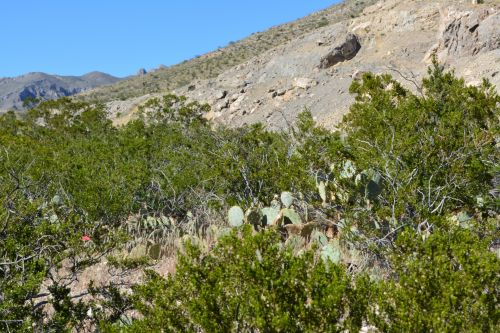 Franklin Mountains State Park Photo