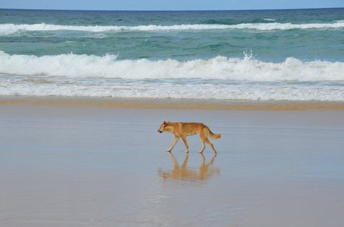 fraser island  dingo  beach