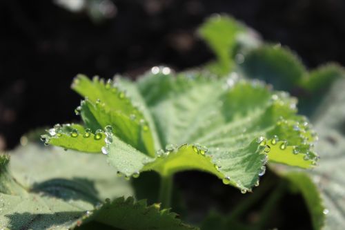 frauenmantel leaf drop of water