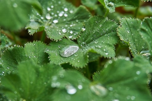 frauenmantel  drop of water  plant