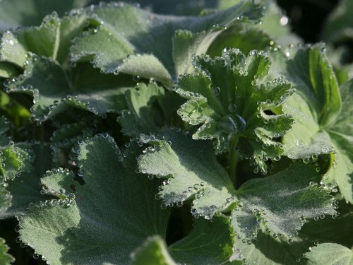 frauenmantel  medicinal plant  leaf