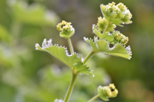 frauenmantel  plant  medicinal plant