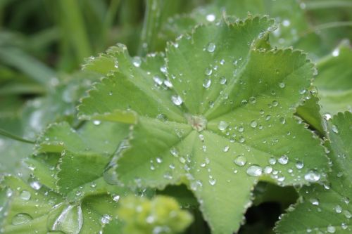 frauenmantel medicinal plant herbaceous plant