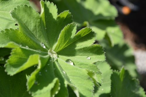 frauenmantel leaf raindrop