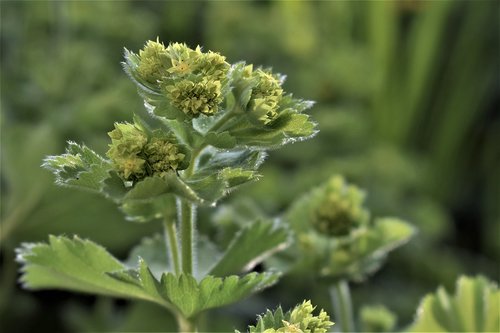 frauenmantel  medicinal herb  nature