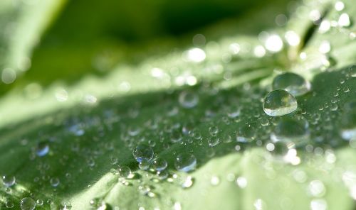 frauenmantel plant leaf