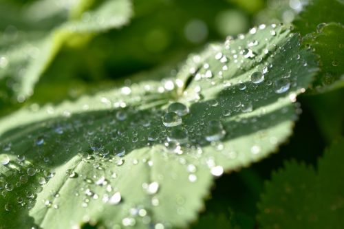 frauenmantel plant leaf