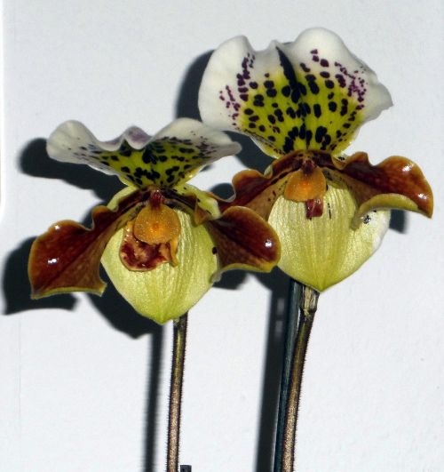 frauenschuh orchid orchideenblüte