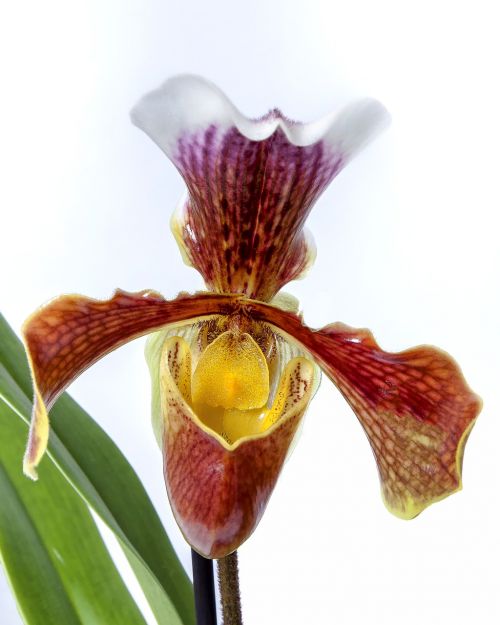 frauenschuh orchid yellow