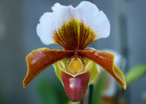 frauenschuh orchid flower
