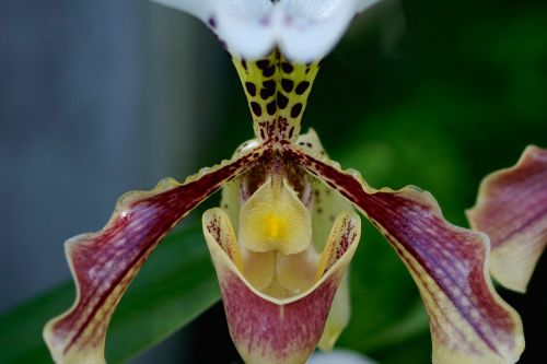 frauenschuh orchid orchid flower