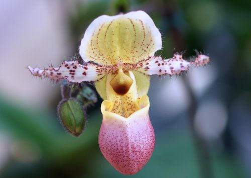 frauenschuh orchid flower