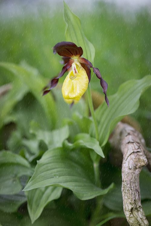 frauenschuh yellow lady slipper orchid