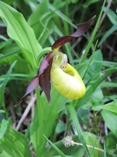 frauenschuh flower orchid flower