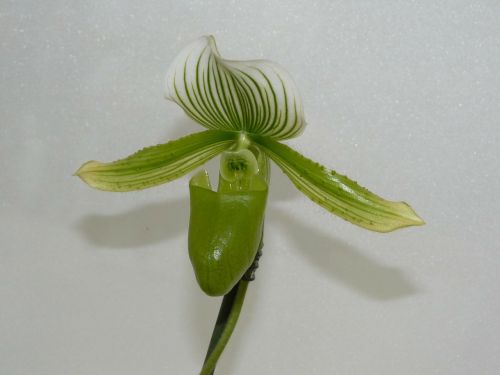 frauenschuh orchid blossom
