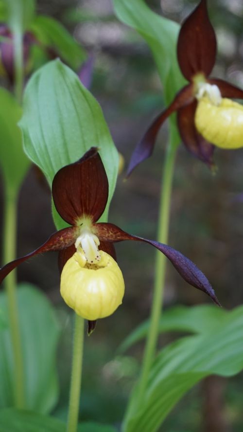 frauenschuh flower plant