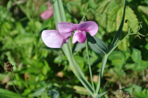 frauenschuh blossom bloom