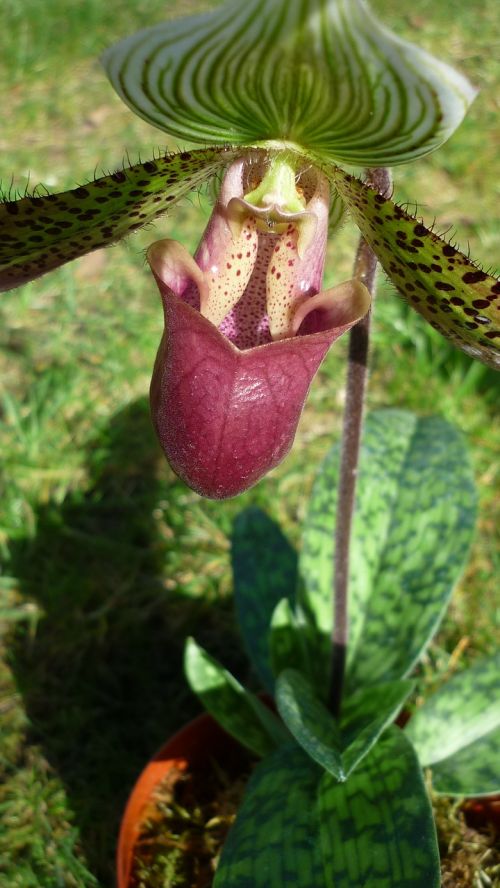 frauenschuh tropical orchid blossom