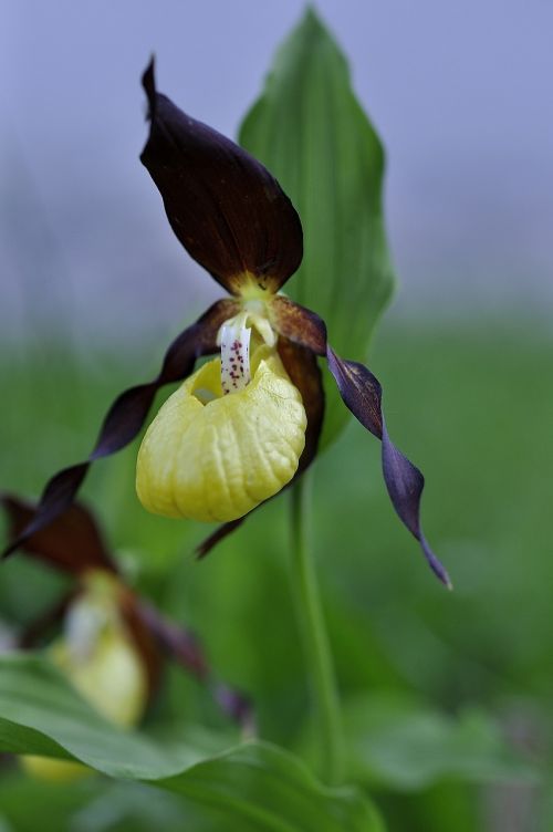 frauenschuh flower plant