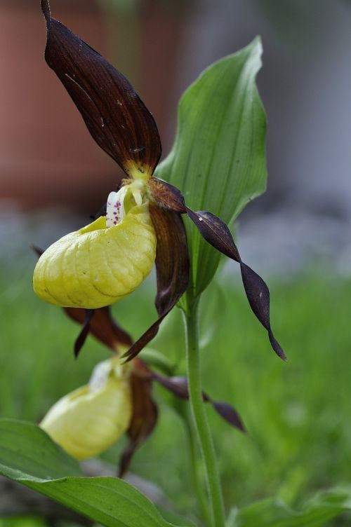 frauenschuh orchid flower flower