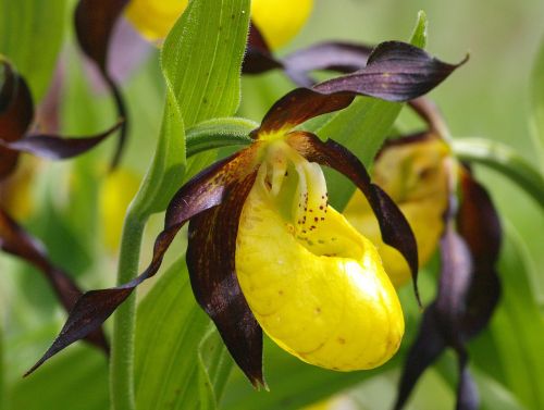 frauenschuh orchid flower