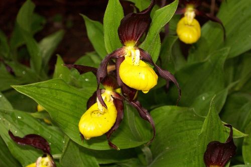 frauenschuh flower plant