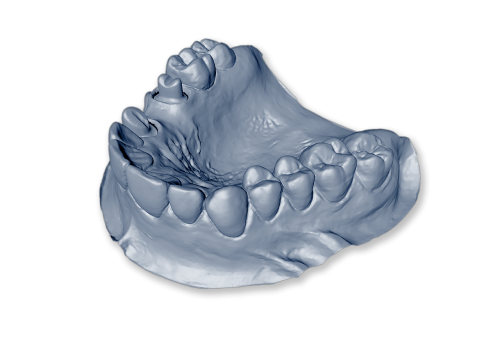 isolated dental model mandible