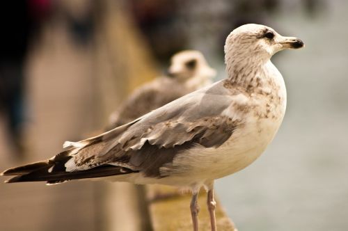 free seagull freedom