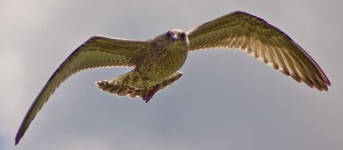 free seagull freedom