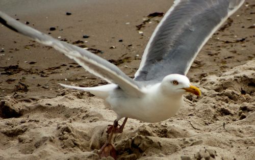 free seagull freedom