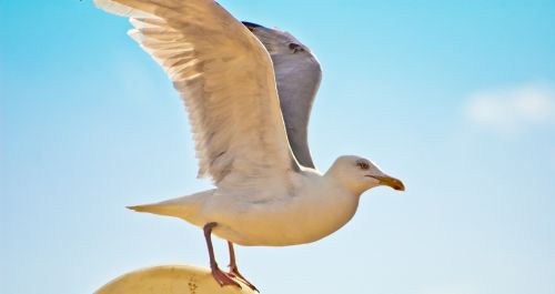 free seagull freedom