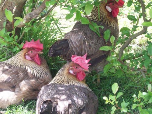 Free Range Chickens