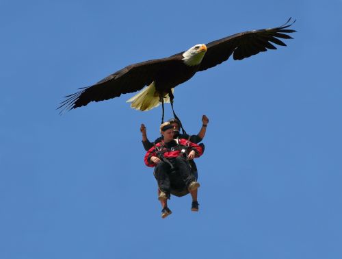 freedom eagle sky