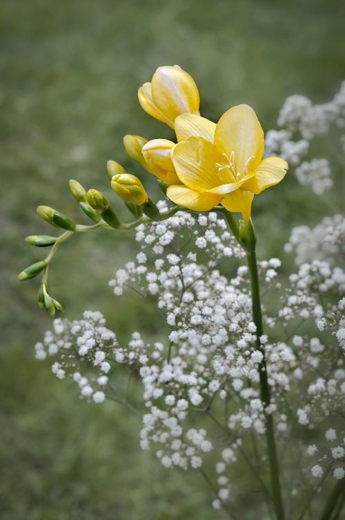 freesia flower yellow