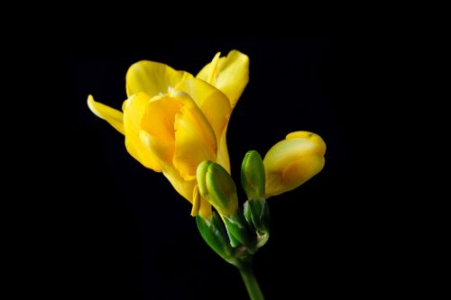 freesia flower blossom