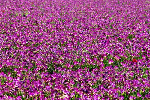 freesia field of flowers many