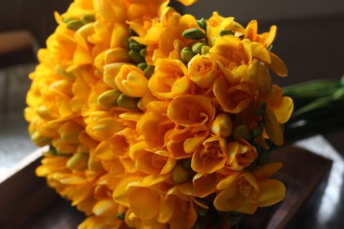 freesia yellow flower spring flowers
