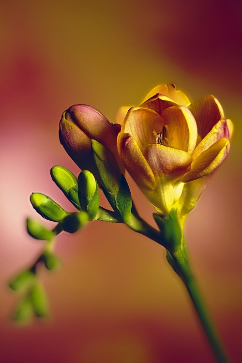 freesia  flowers  nature