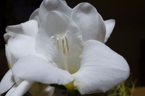 freesia blossom bloom