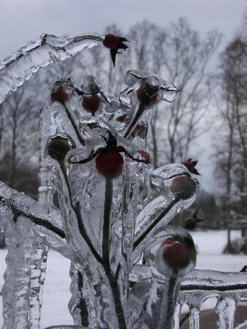 freezing rain thornbush frozen