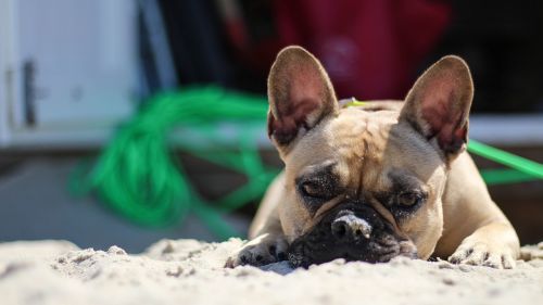 bulldog beach coast