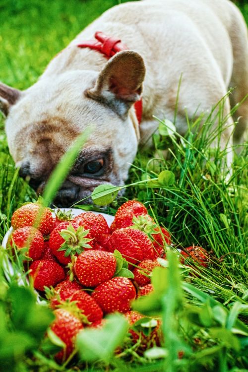 french bulldog strawberry summer