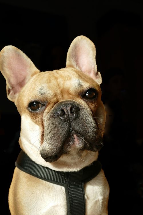 french bulldog bulldog dog