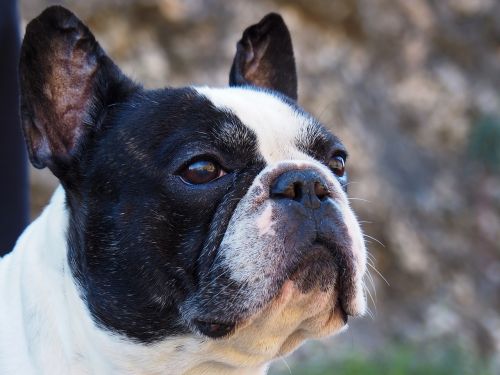french bulldog portrait dog