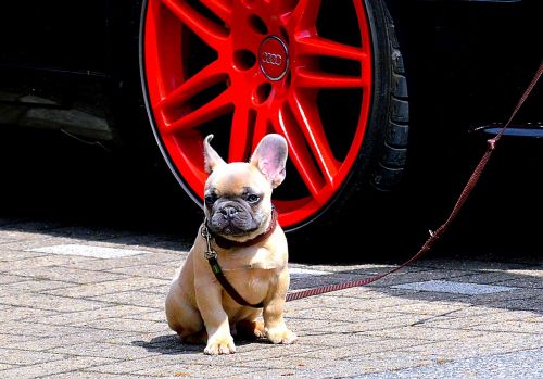 french bulldog bulldog ears